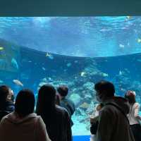美麗海水族館 有免費海豚表演