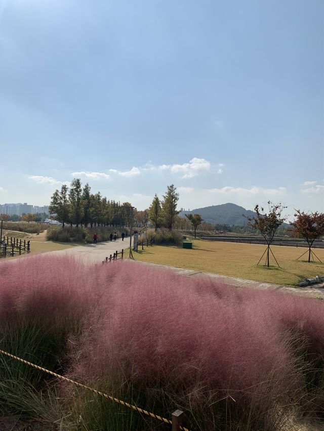 💐🍂 경기도 시흥 갯골생태공원에서 감상한 핑크뮬리 🍂💐