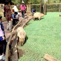 日本最大級！【富士サファリパーク】で動物達に大接近🦁