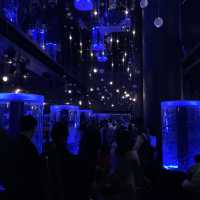 【東京】NAKED スターアクアリウム