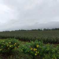 SAL'S PINEAPPLE 🍍🍍🍍 PLANTATION...