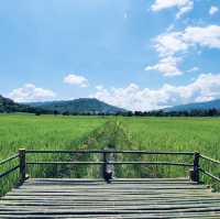 สะพานทุ่งนาแห่งร่องเขานครชุม