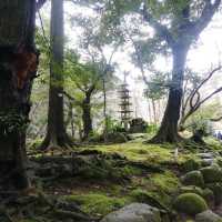 [成田]春の伊吹感じる新勝寺