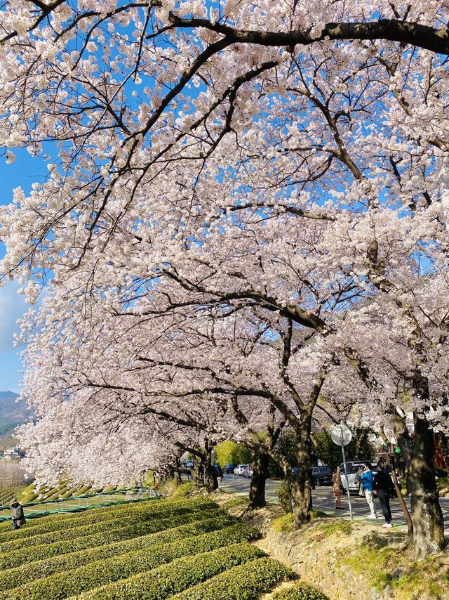 경남 벚꽃명소 중 제일인 하동 십리벚꽃길🌸💗