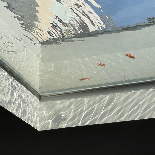 천장에 어항이 있는 카페