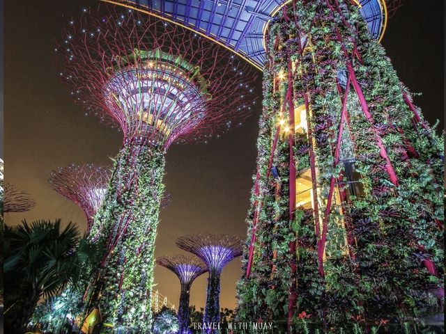 Supertree Grove 🌳 Singapore 