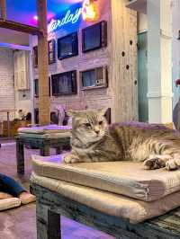 คาเฟ่แมว ย่านราชเทวี😸