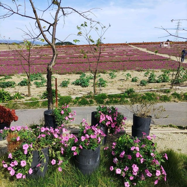 愛知県！花畑が素晴らしい花ひろば