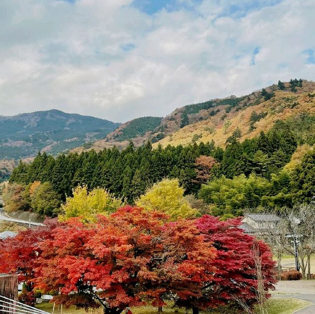 日本各地红葉