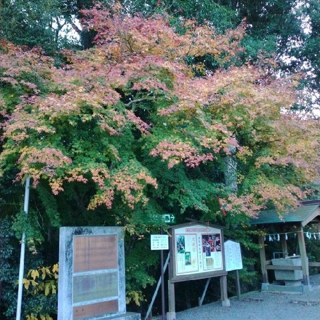 神秘的な「武雄の大楠」