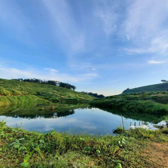 natural morning walk in palm oil plantation 