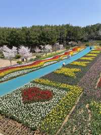 태안 세계 튤립 축제🌷🌷🌷