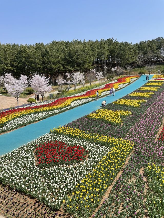 태안 세계 튤립 축제🌷🌷🌷