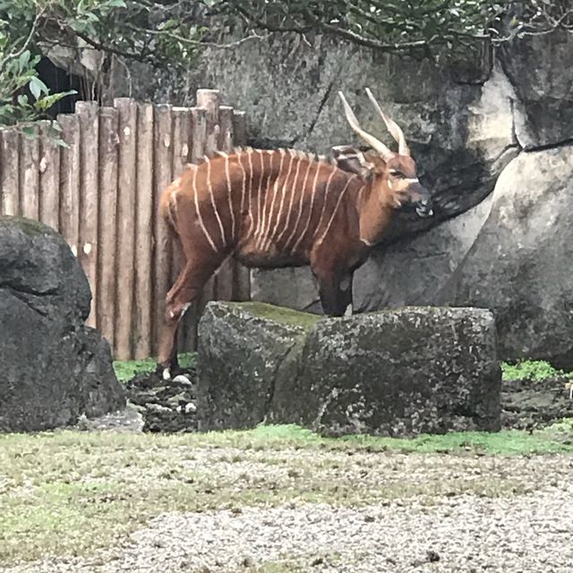Taipei Zoo trip