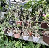World of Phalaenopsis - Malaysia 