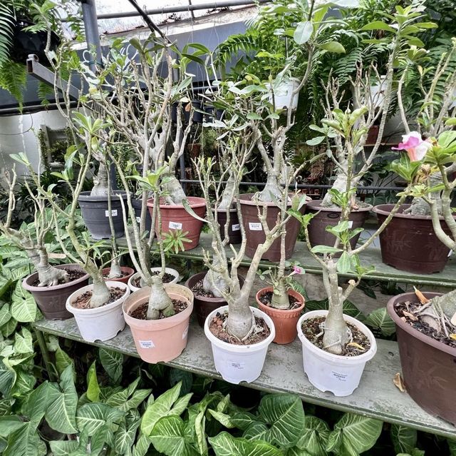 World of Phalaenopsis - Malaysia 