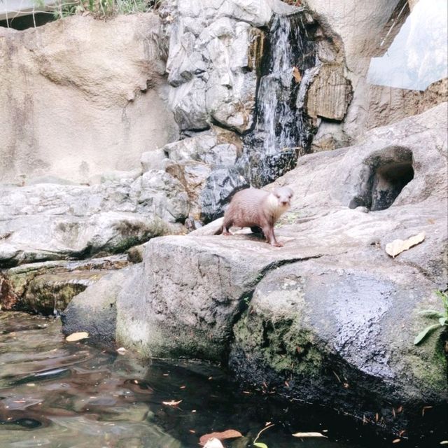 ひらかたパークの可愛い動物たち