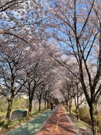 벚꽃 터널이 아름다운 올림픽공원 송파둘레길🌸