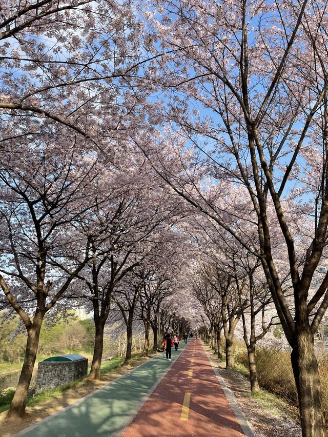 벚꽃 터널이 아름다운 올림픽공원 송파둘레길🌸