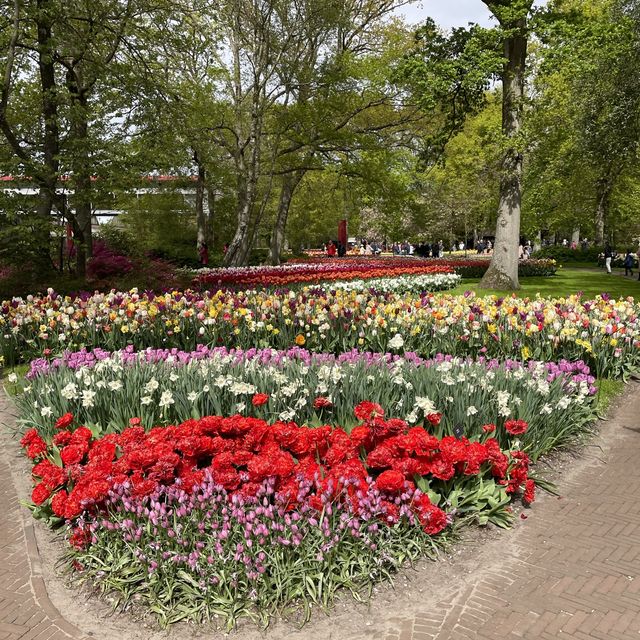 Tulip in Keukenhof: Only in Apr n early May