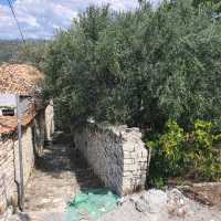 Grapes, flowers, olives and figs in Berat!