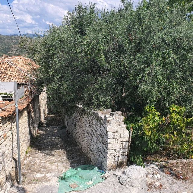 Grapes, flowers, olives and figs in Berat!