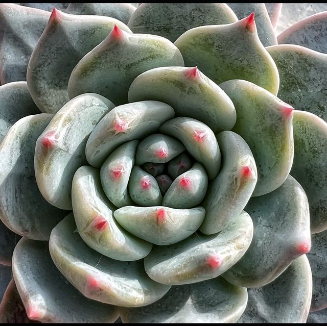 Amazing Cacti 🌵 and flowers 🌺 in Shanghai.