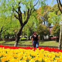 Tulip Paradise in Shanghai