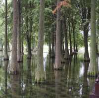 Shanghai’s Water Forest 