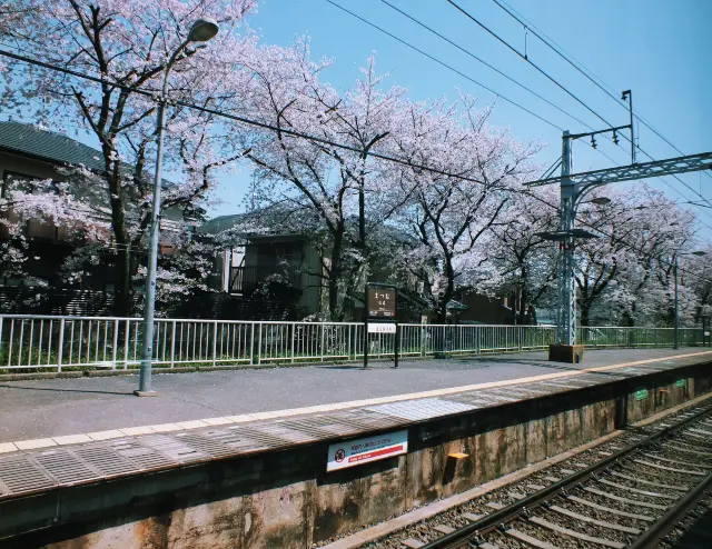 Kyoto, Japan ⚠️Travel during the cherry blossom season.