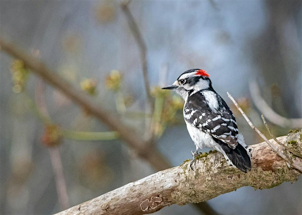 Birding for Beginners | The North Carolina Arboretum