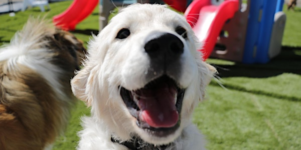 Training Class - Puppy Kindergarten | The Dog House