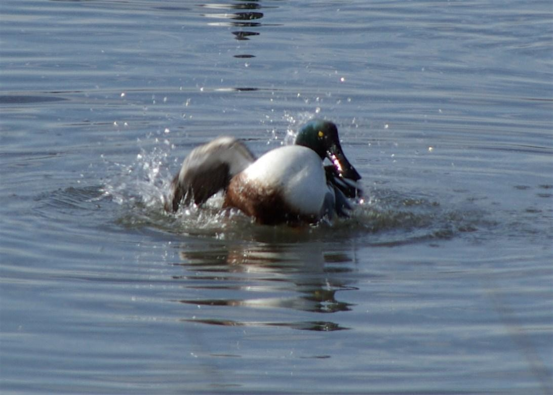 Father's Day Beginning Bird Watching | San Francisco Bay National Wildlife Refuge Visitor Center