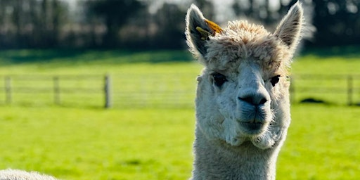 Farmstock Family Festival | 214 Catherington Ln