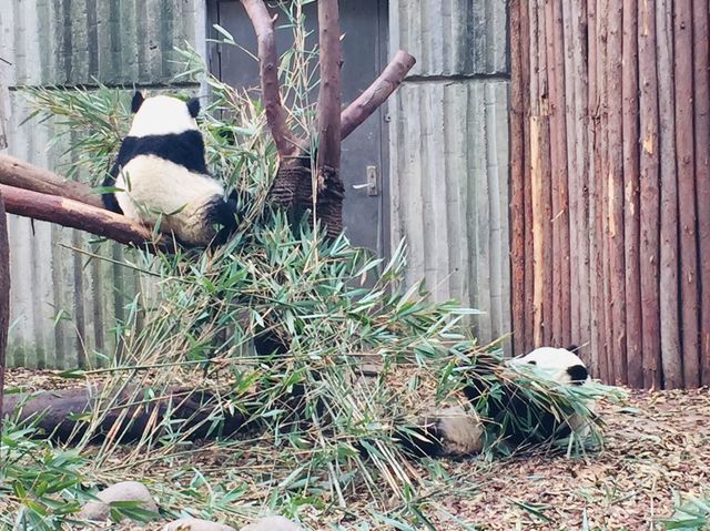 ADORABLY CHARMING BABY PANDAS 