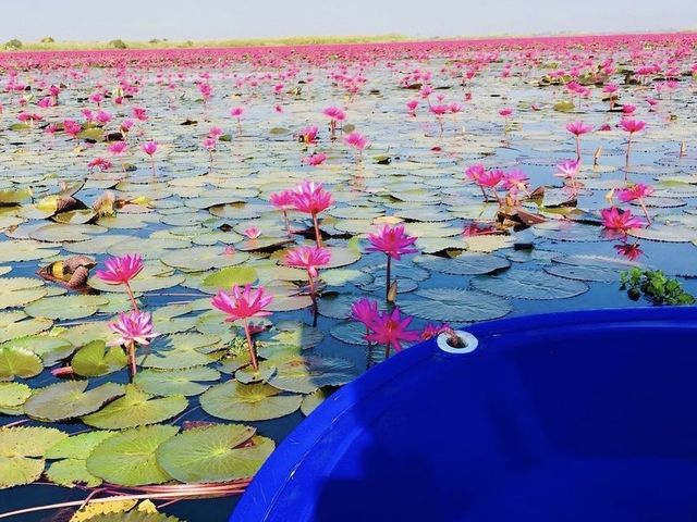 RED LOTUS SEA 