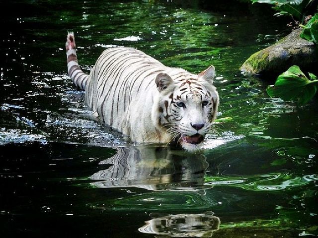 Singapore Zoo