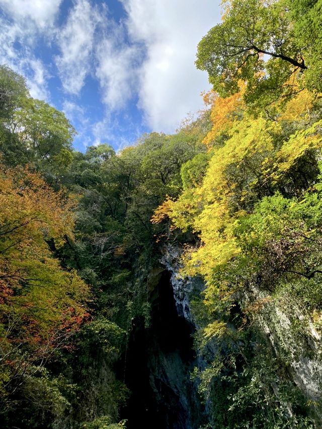 山口県🍁特別天然記念物！日本屈指の大鍾乳洞【秋吉洞】