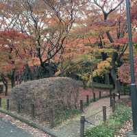 【千代田区】武道館すぐ横　北の丸公園