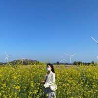 제주도 유채꽃 명소, 거대한 풍차와 유채꽃이 함께 하는🌼