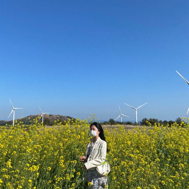 제주도 유채꽃 명소, 거대한 풍차와 유채꽃이 함께 하는🌼