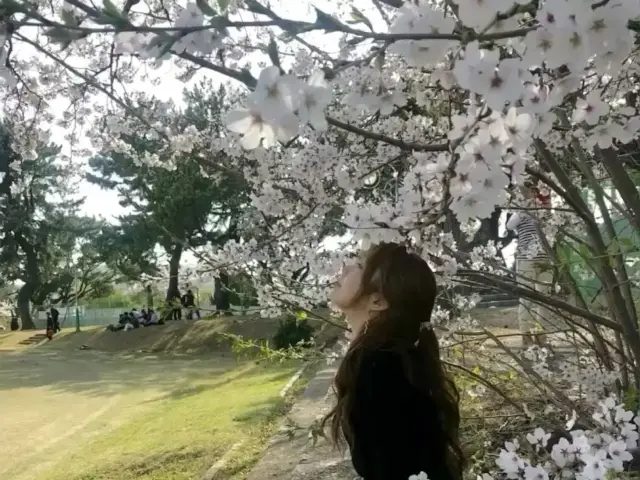 [진해군항제] 벚꽃 최대 축제 🌸