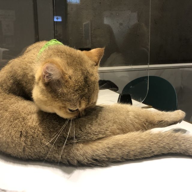 🐱奴必到既地方