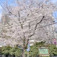ふりーすくーる西五反田前の桜