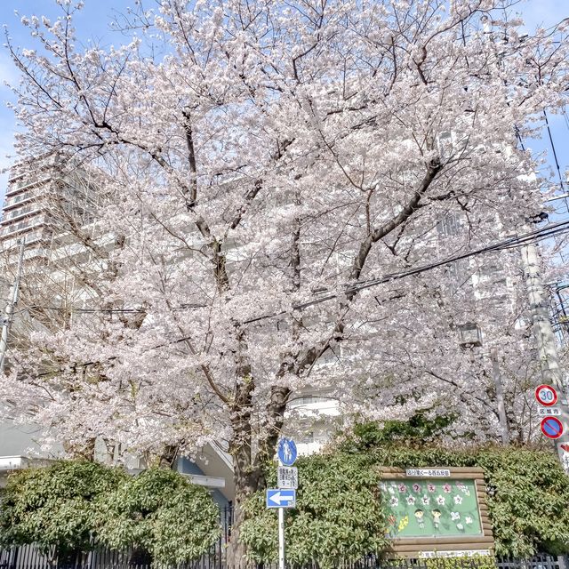 ふりーすくーる西五反田前の桜