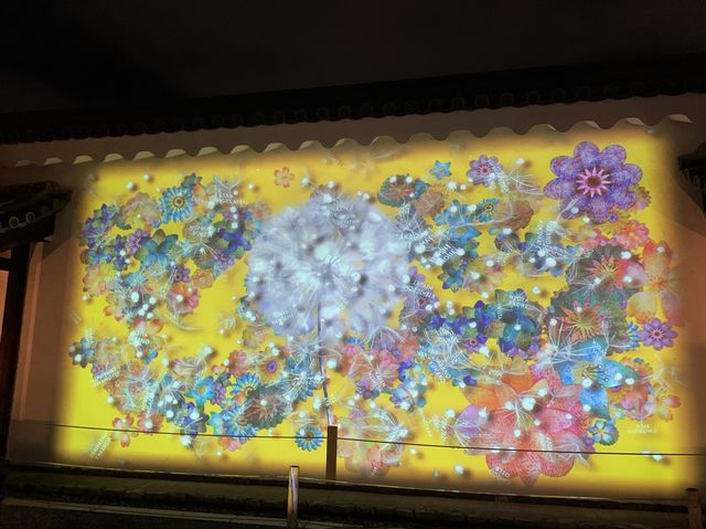 京都　SAKURA 桜めぐり❗️二条城のライトアップされた夜桜に感動❗️