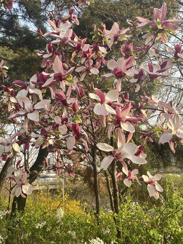 여의도 벚꽃 데이트 명소🌸[윤중로]