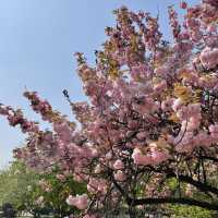 보라매공원 겹벚꽃 보러가세요🌸💓🌸