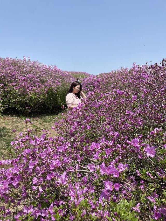 봄엔 철쭉보러 황매산 가야지 💗