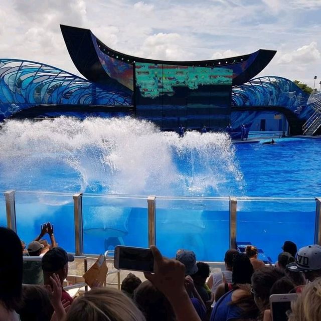 The Seaworld killer Whale show 